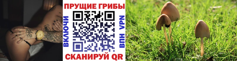 Псилоцибиновые грибы Psilocybine cubensis  Кубинка 